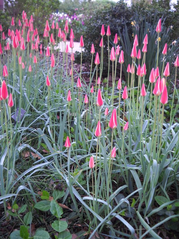 Tulipa clusiana v. chrysantha Tulipa clusiana v. chrysantha