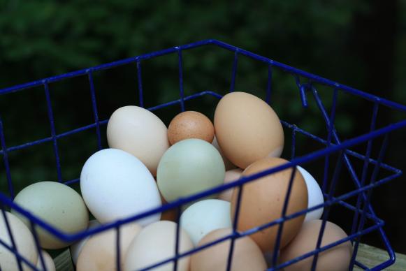 Encouraging Winter Eggs Encouraging Winter Eggs