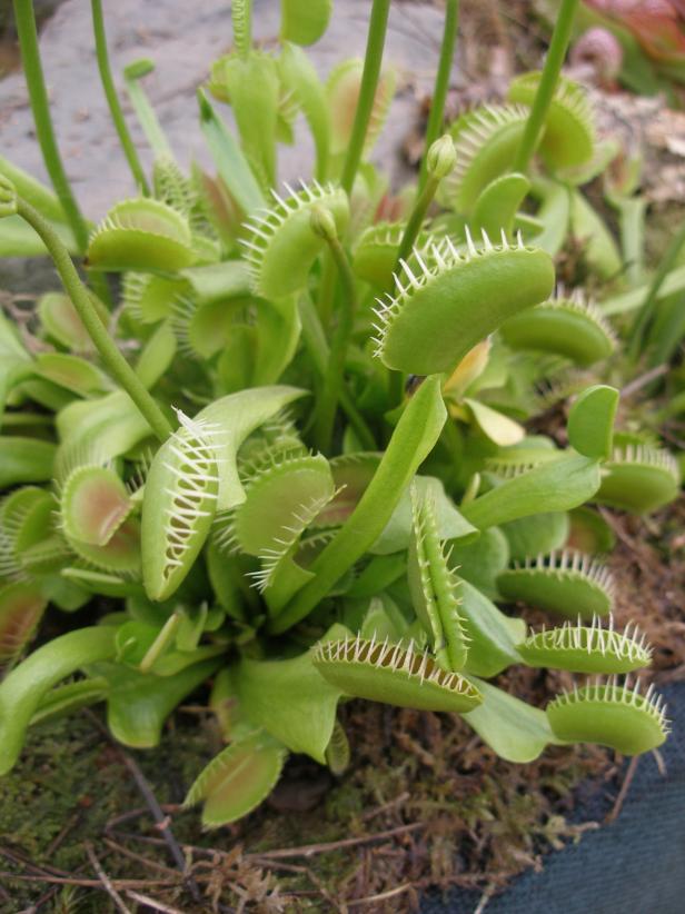 Venus Flytrap Venus Flytrap