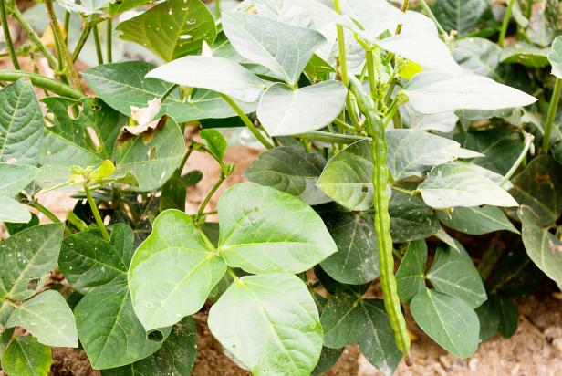 Black Eye Peas Plant Black Eye Peas Plant