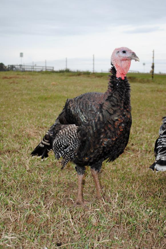 Pasture-Raised Turkey Pasture-Raised Turkey