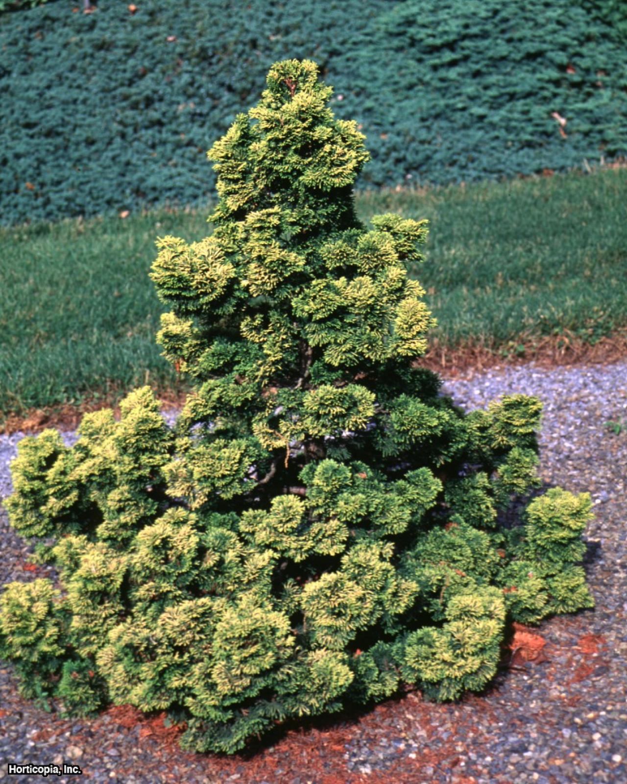 DoubleDuty Conifers HGTV