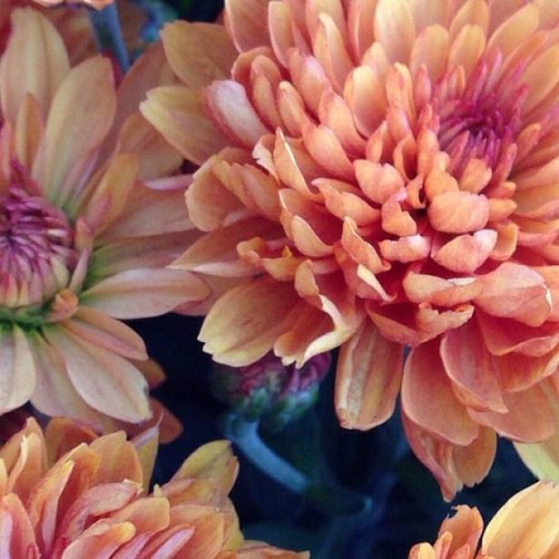 Autumn Mum Autumn Mum