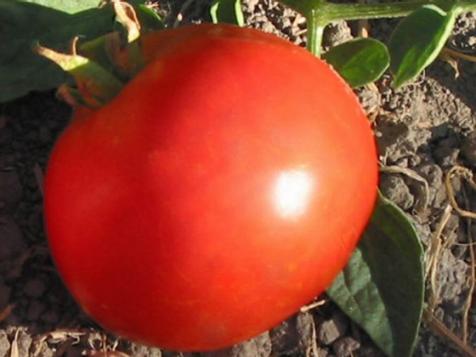Short-Season Tomato Varieties