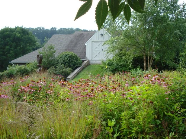 Bedhead Garden with Coneflowers