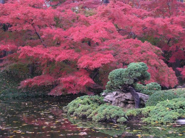 Red Maple Fantasia Red Maple Fantasia