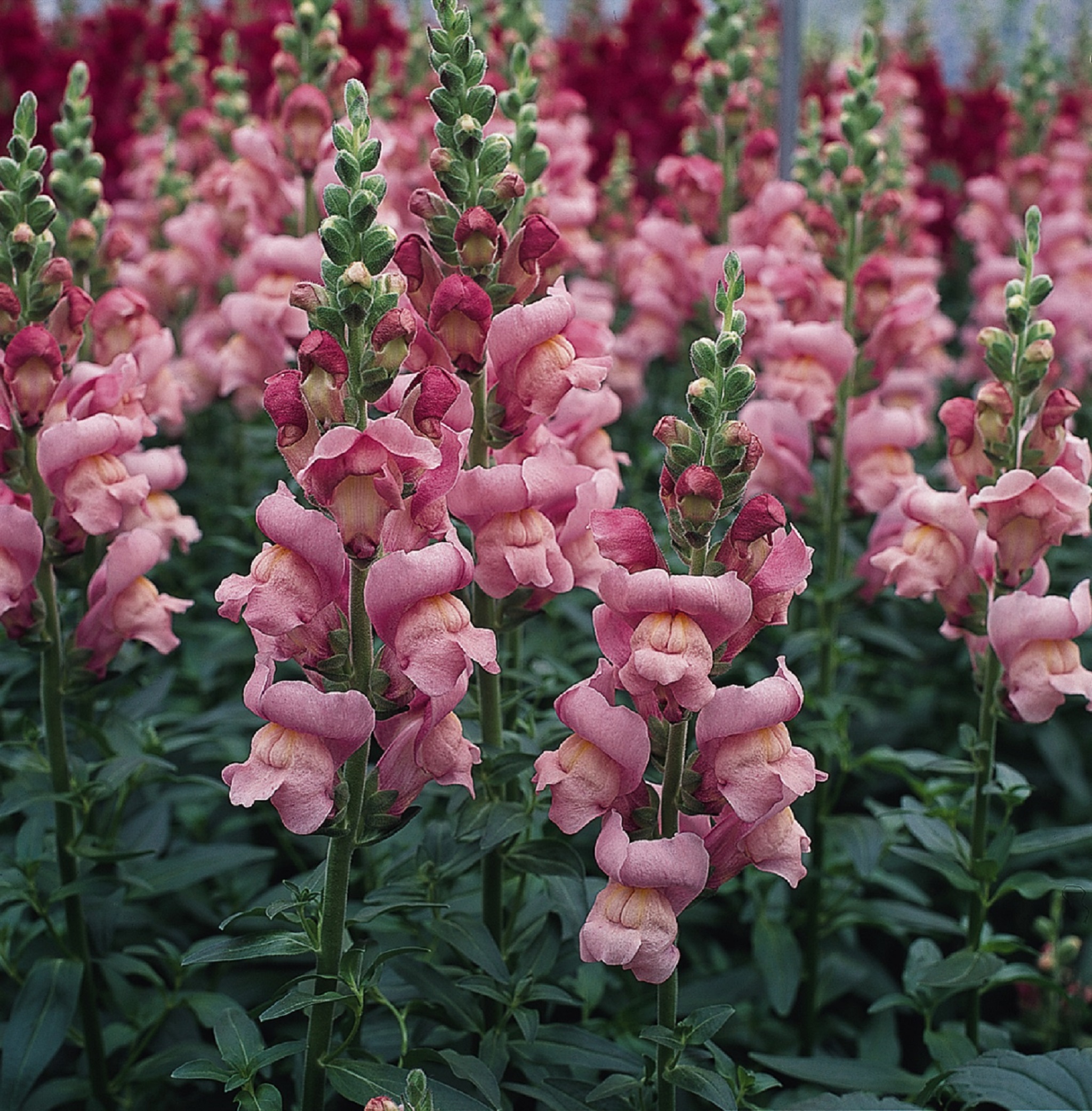 Antirrhinum majus Антирринум большой