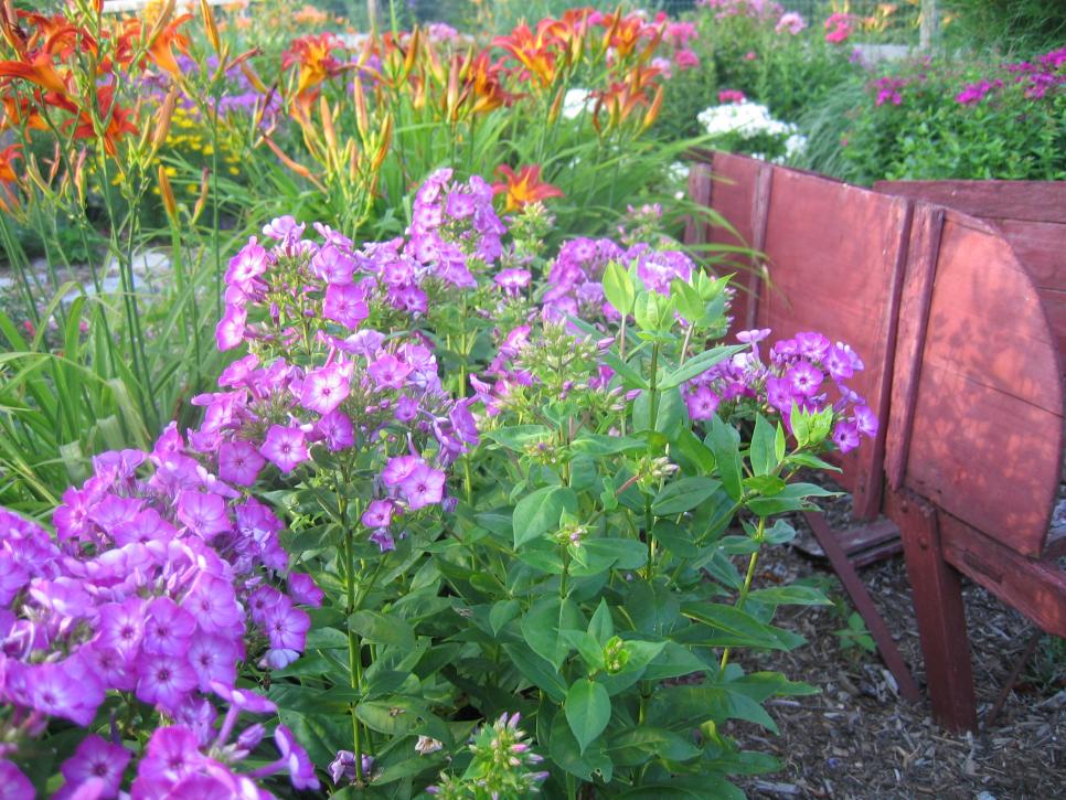 Best Thriller Plants for Containers HGTV