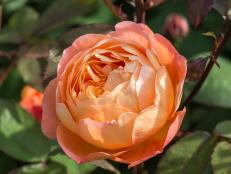 English Rose 'Lady Emma Hamilton'