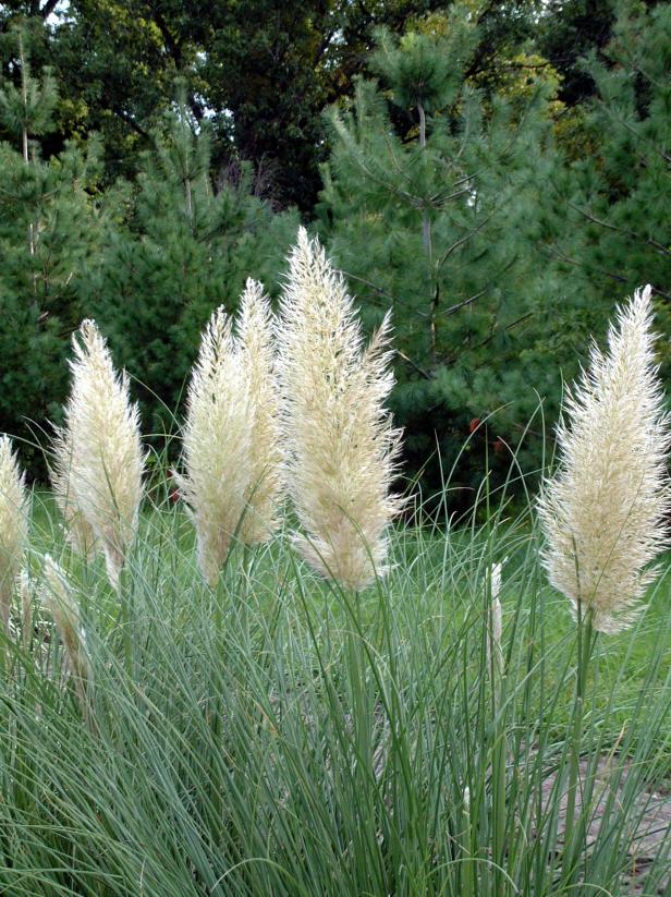 13 Terrific Tall Grasses HGTV