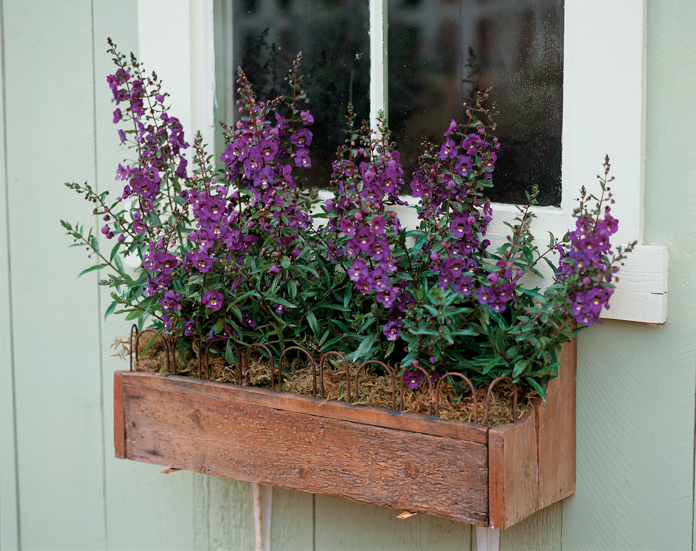 Angelonia angustifolia