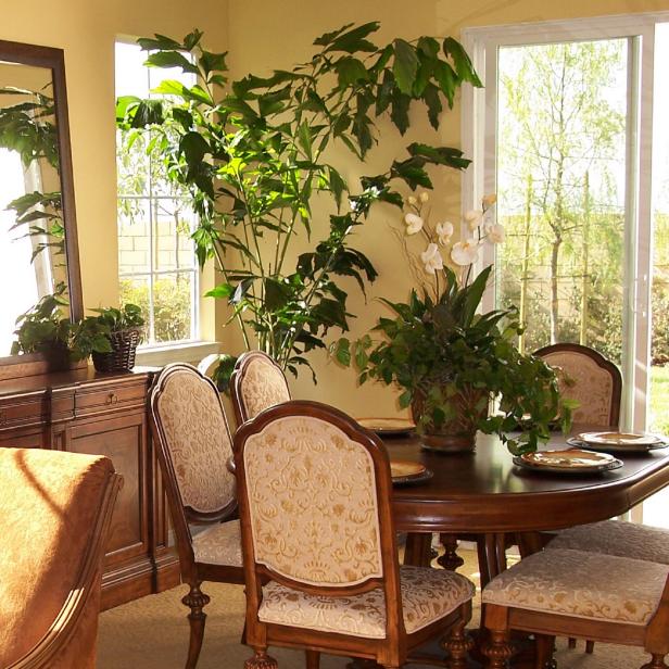 A Palm for Indoors A Palm for Indoors