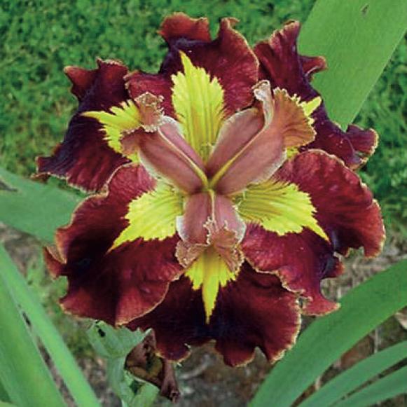 Beardless Iris 'Southern Star' Beardless Iris 'Southern Star'