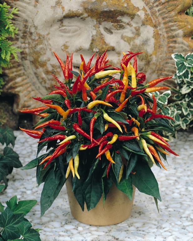 Ornamental Pepper Varieties Hgtv