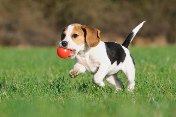 Puppy with Ball Puppy with Ball