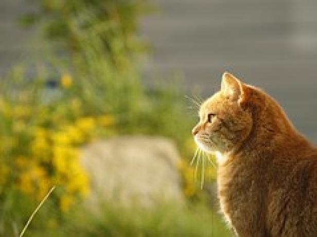 Cat in Garden Cat in Garden