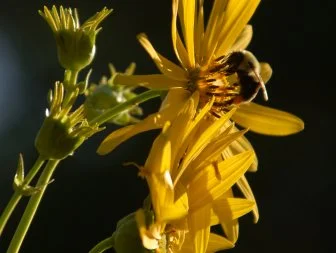 Cup Plant with Bee