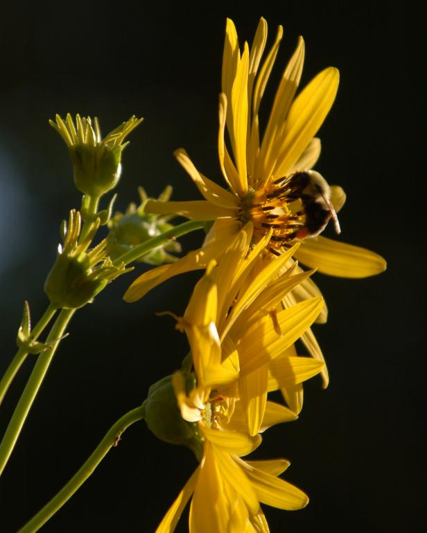 Cup Plant with Bee Cup Plant with Bee