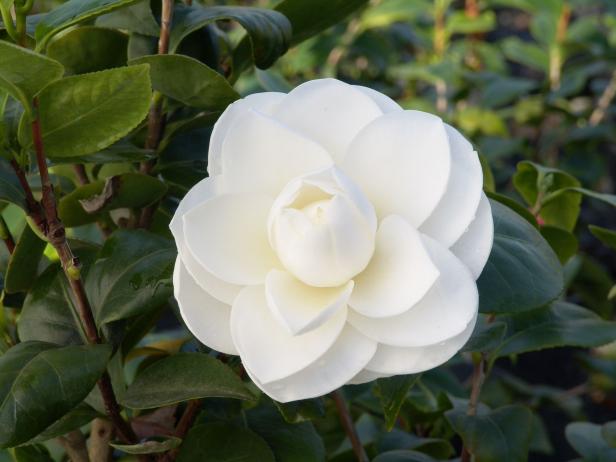 Camellia japonica 'Alba Plena' Camellia japonica 'Alba Plena'