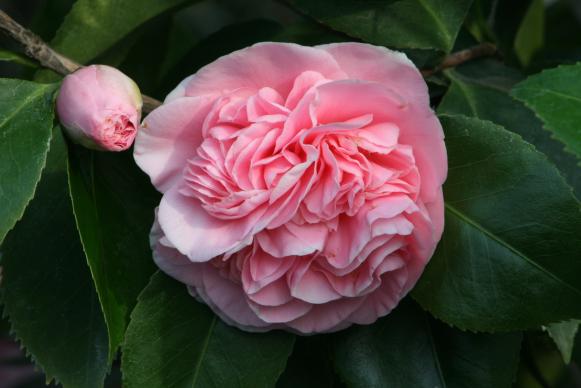 Camellia japonica 'Debutante' Camellia japonica 'Debutante'