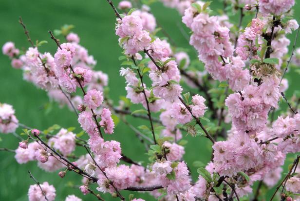 Double Flowering Plum (Prunus triloba) Double Flowering Plum (Prunus triloba)