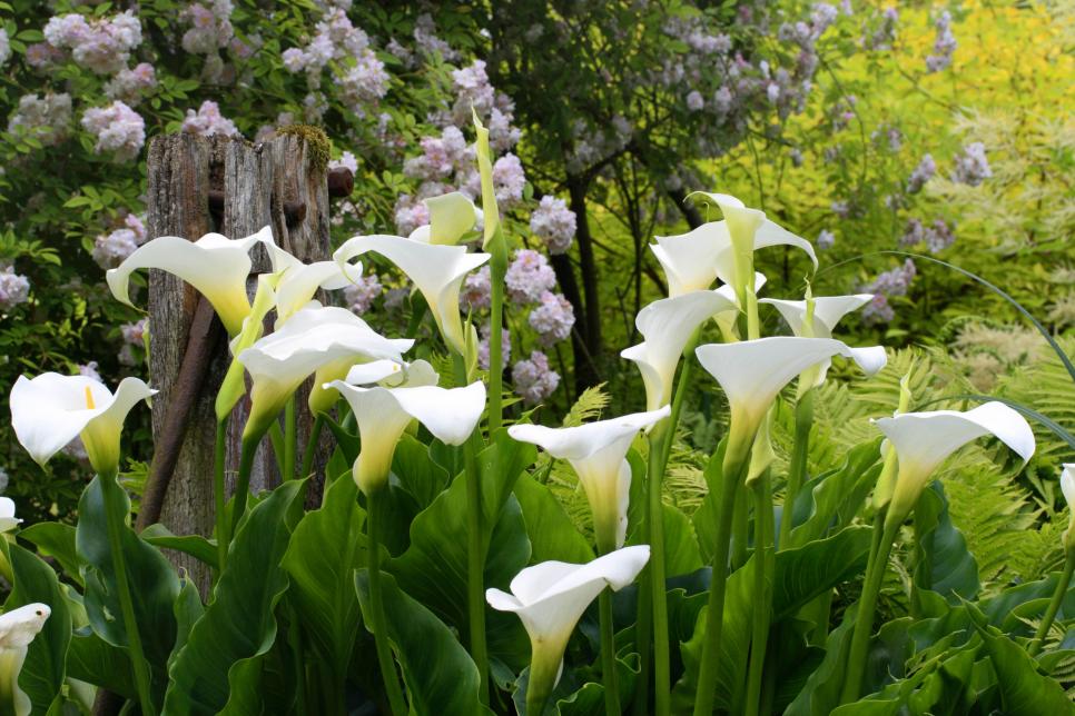 photo gallery of calla lily varieties hgtv photo gallery of calla lily varieties hgtv