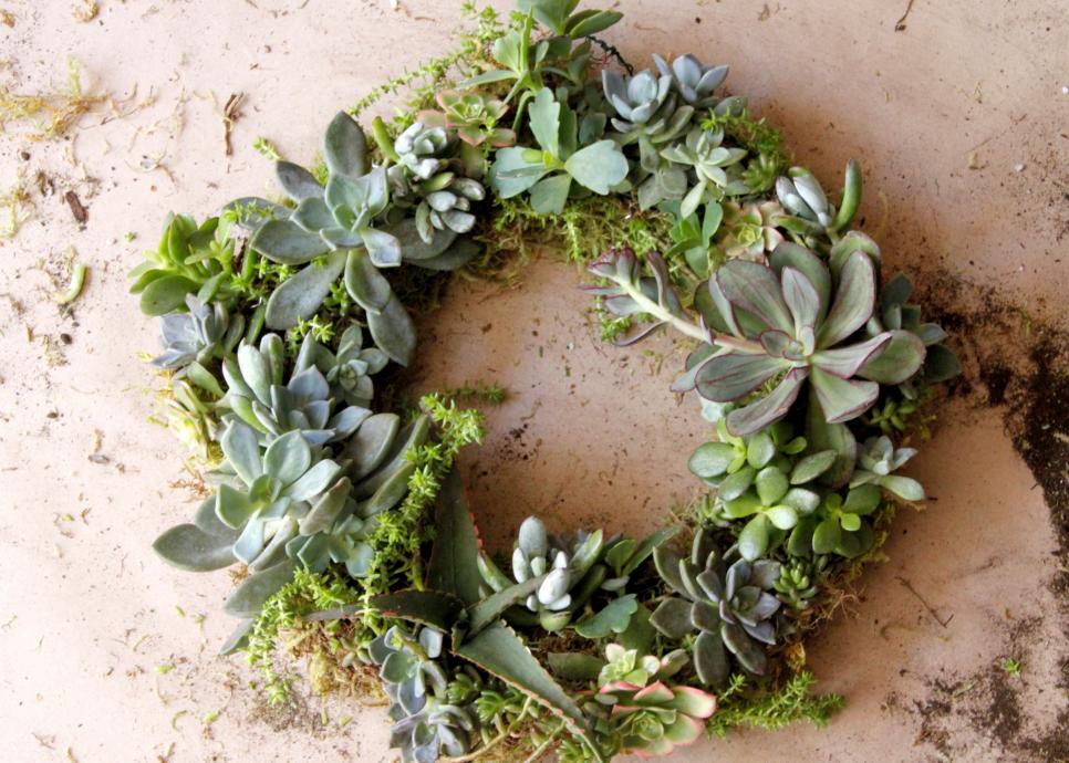 how to make a succulent wreath hgtv how to make a succulent wreath hgtv