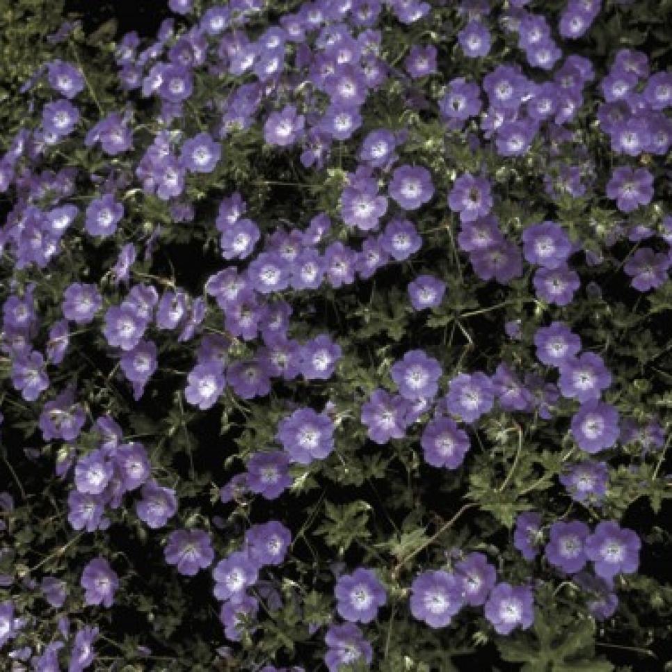plants that thrive in clay soil hgtv plants that thrive in clay soil hgtv