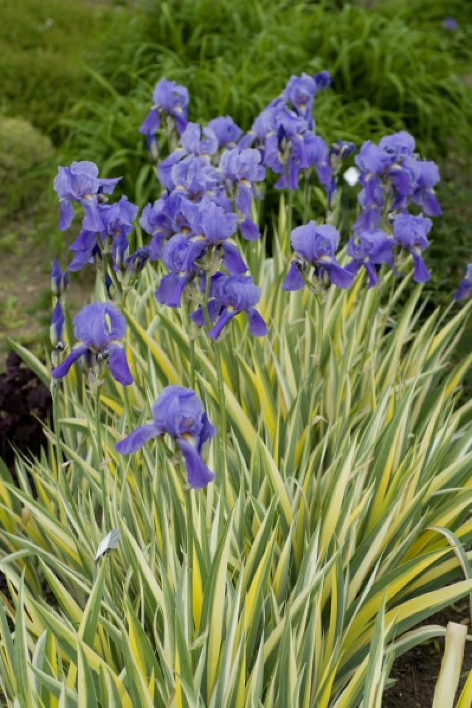 Plants That Thrive In Clay Soil | HGTV