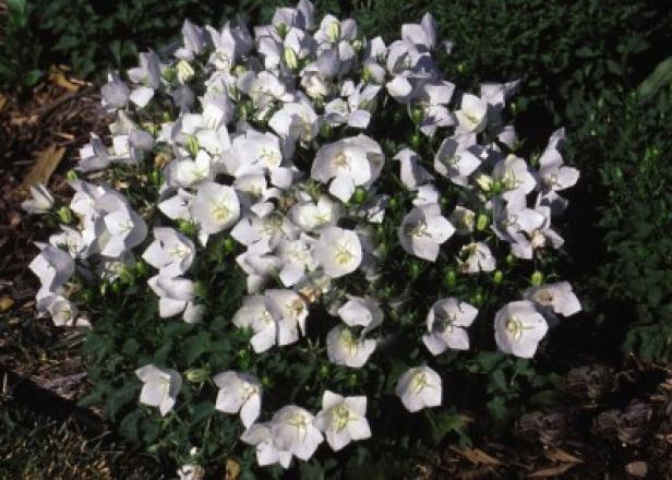 Campanula-Balloon Flower Campanula-Balloon Flower