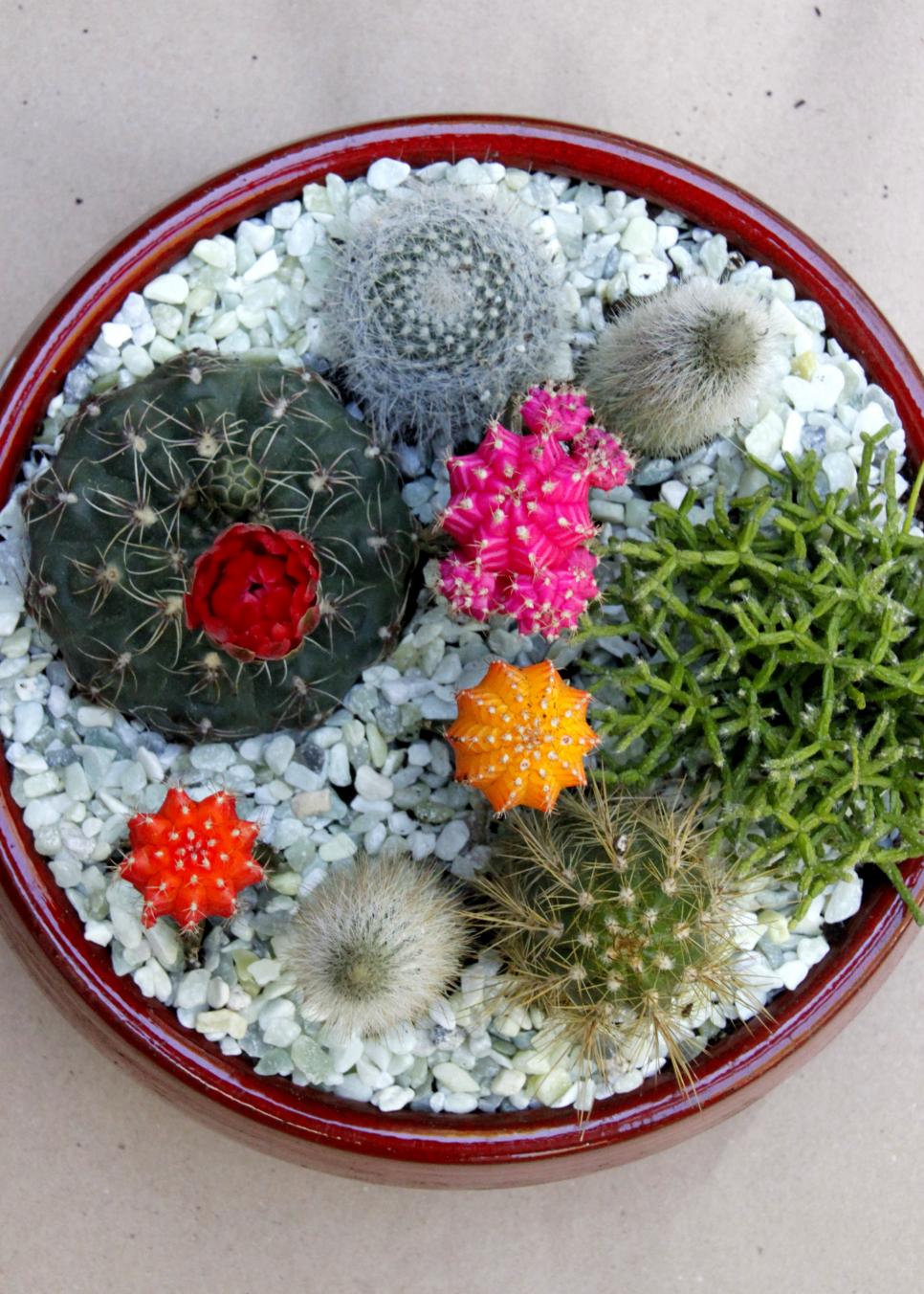 DIY Cactus Dish Garden HGTV