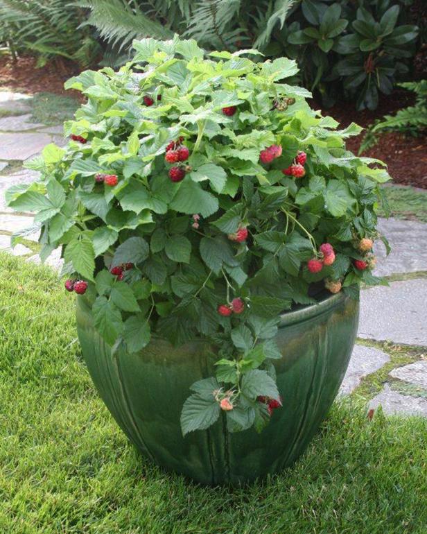 BrazelBerries Raspberry Shortcake Raspberry BrazelBerries Raspberry Shortcake Raspberry