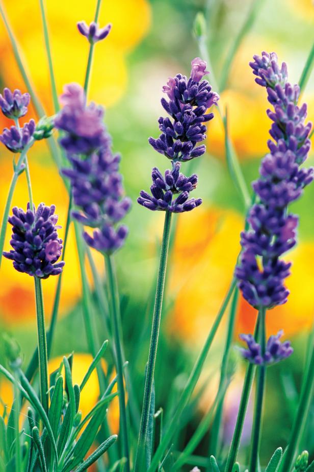 English Lavender (Lavandula angustifolia) English Lavender (Lavandula angustifolia)