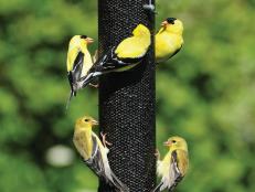 Bird Feeder for Finches