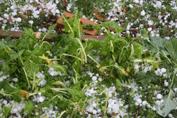 Garden Damaged by Hail Garden Damaged by Hail