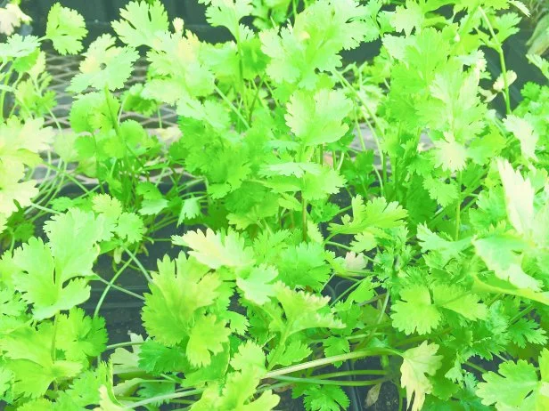 Antioxidants in Cilantro