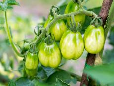 Unripe Roma Tomatoes