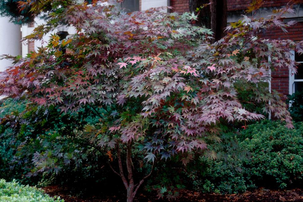 14 Favorite Front Yard Trees | HGTV