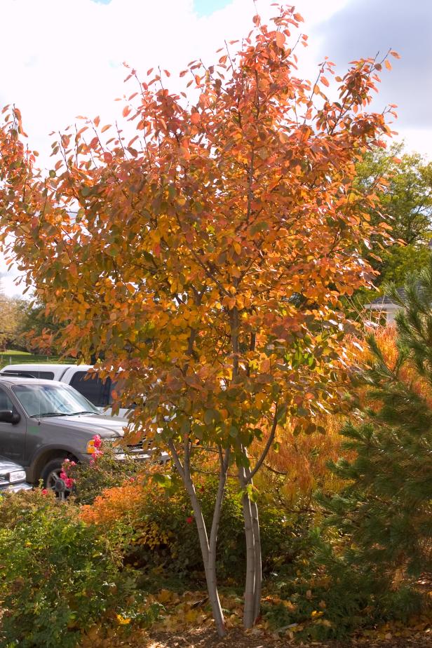 ‘Autumn Brilliance’ Serviceberry (Amelanchier x grandiflora) ‘Autumn Brilliance’ Serviceberry (Amelanchier x grandiflora)