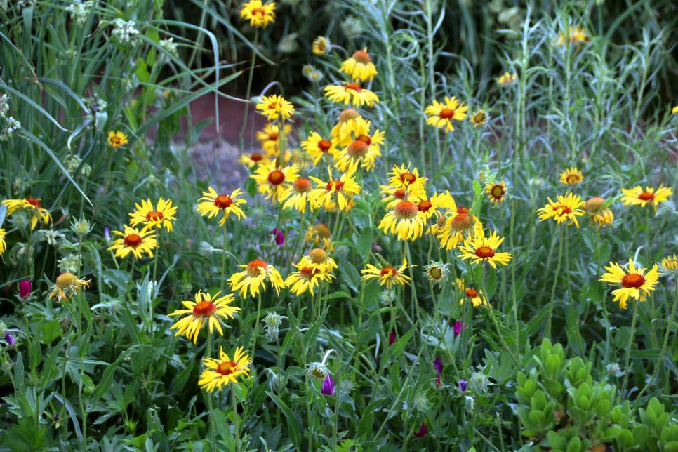 Tough Plants for Midwest Gardens HGTV