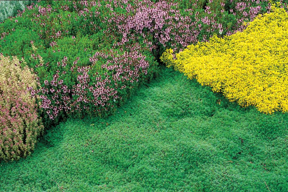 13 Great LowWater Plants HGTV