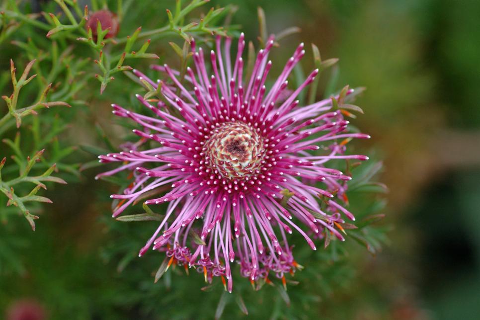 13 Great LowWater Plants HGTV