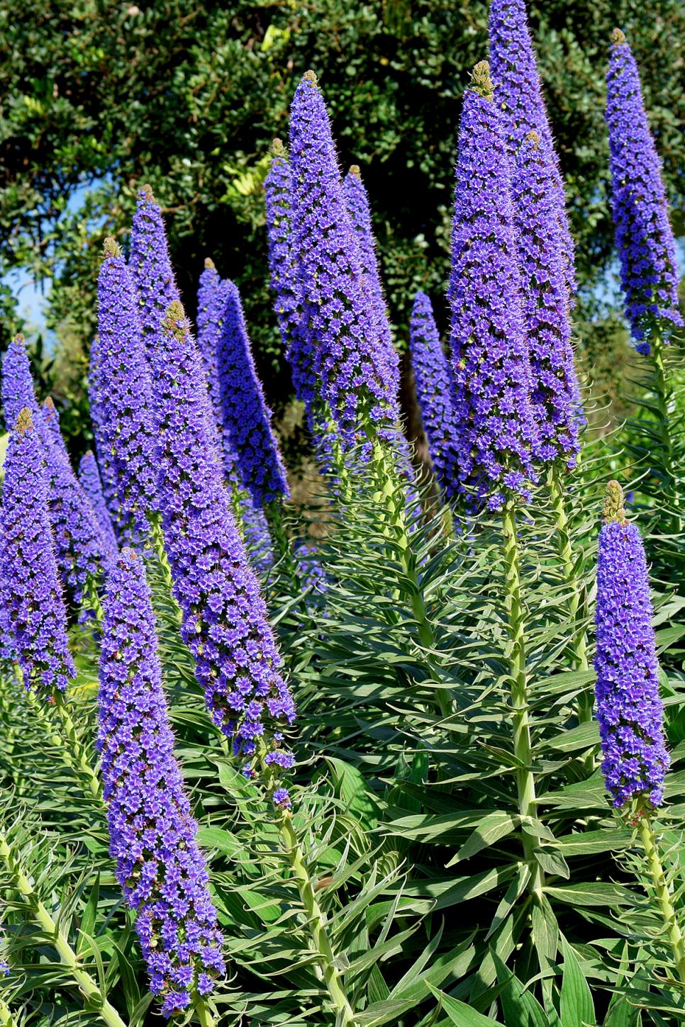 13 Great LowWater Plants HGTV