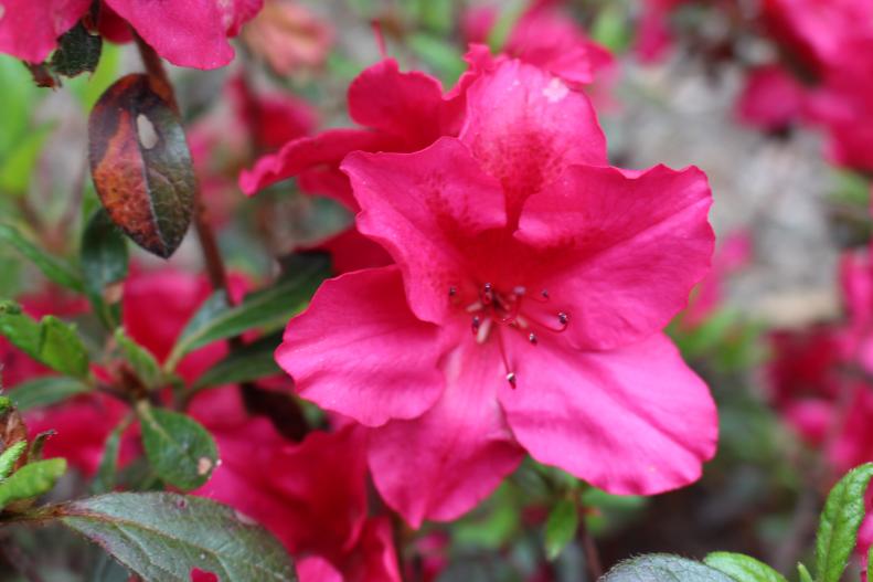Reblooming rhododendron 'Bloom-A-Thon Red' is a heat-tolerant repeat bloomer that can bloom for up to five months.