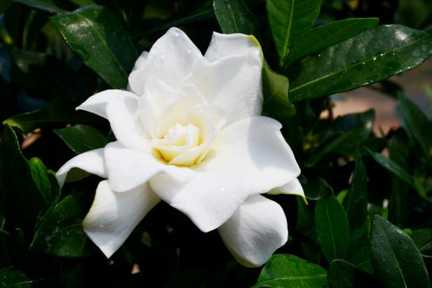 'Sweet Tea' Gardenia 'Sweet Tea' Gardenia