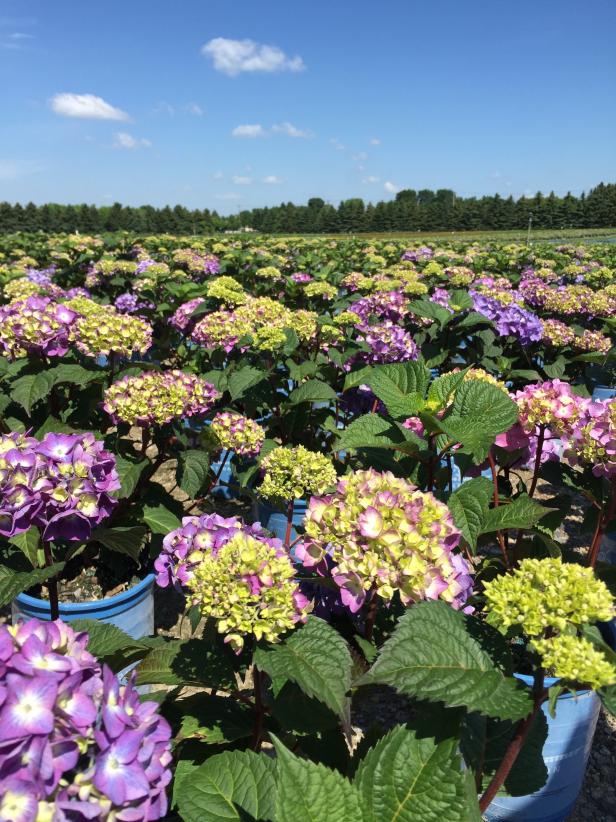 Bloomstruck Hydrangeas Bloomstruck Hydrangeas