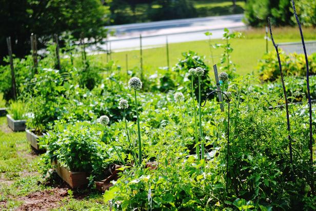 Raised Garden Beds in a Community Garden Raised Garden Beds in a Community Garden