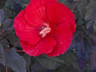 Hibiscus