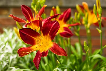 'Ruby Spider' Daylily