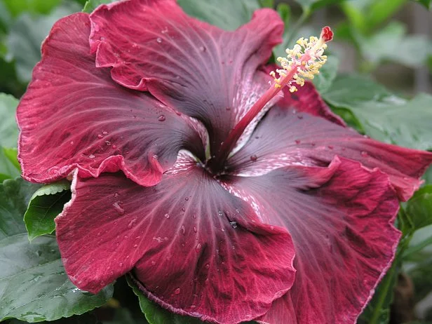 'Black Dragon' Chinese Hibiscus